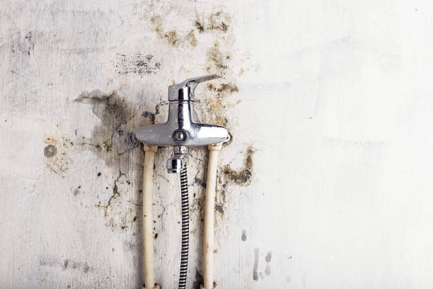 Best Fast Mold Removal  in Spring Grove, MN