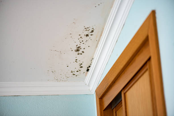 Best Certified Mold Removal  in Spring Grove, MN