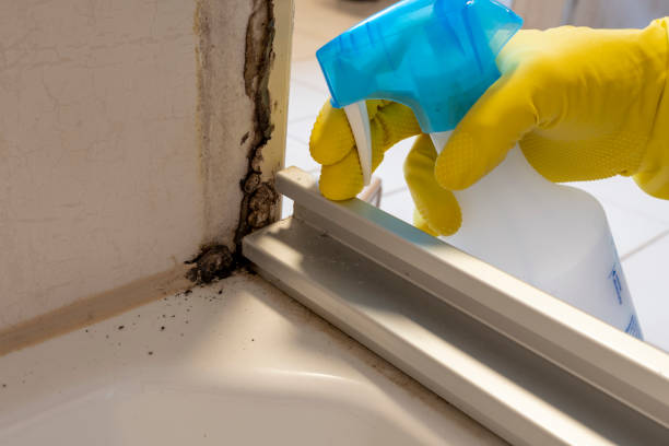 Best Residential Mold Removal  in Spring Grove, MN