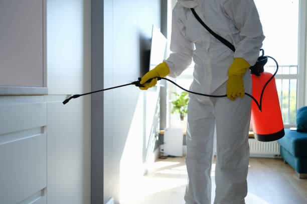 Best Attic Mold Removal  in Spring Grove, MN
