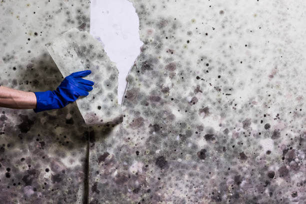 Best Same-Day Mold Removal  in Spring Grove, MN